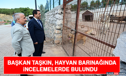 Başkan Taşkın, Hayvan Barınağında İncelemelerde Bulundu