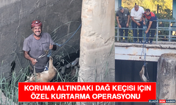 Koruma Altındaki Dağ Keçisi İçin Özel Kurtarma Operasyonu