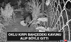 Oklu Kirpi Bahçedeki Kavunu Alıp Böyle Gitti