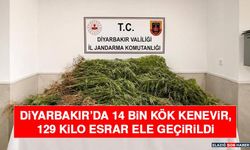 Diyarbakır’da 14 Bin Kök Kenevir, 129 Kilo Esrar Ele Geçirildi