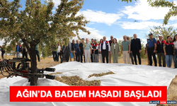 Ağın’da Badem Hasadı Başladı