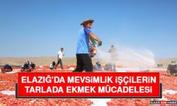 Elazığ'da Mevsimlik İşçilerin Tarlada Ekmek Mücadelesi
