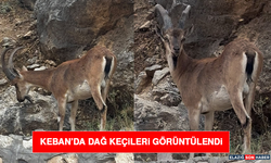 Keban’da Dağ Keçileri Görüntülendi