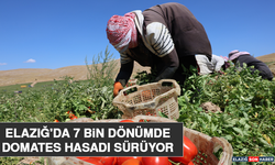 Elazığ'da 7 Bin Dönümde Domates Hasadı Sürüyor