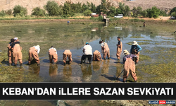 Keban’dan İllere Sazan Sevkiyatı