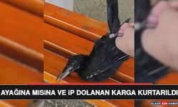 Ayağına Misina ve İp Dolanan Karga Kurtarıldı