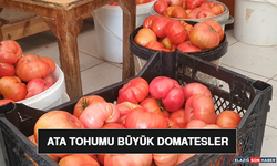 Ata Tohumu Büyük Domatesler