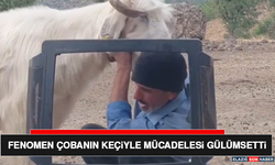 Fenomen Çobanın Keçiyle Mücadelesi Gülümsetti