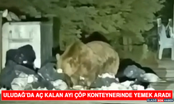 Uludağ’da Aç Kalan Ayı Çöp Konteynerinde Yemek Aradı