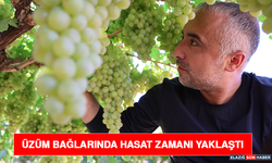 Üzüm Bağlarında Hasat Zamanı Yaklaştı