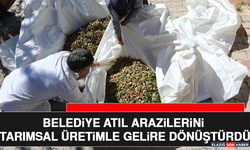 Belediye Atıl Arazilerini Tarımsal Üretimle Gelire Dönüştürdü
