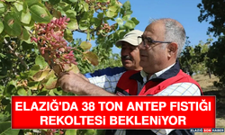 Elazığ'da 38 Ton Antep Fıstığı Rekoltesi Bekleniyor