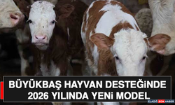 Büyükbaş Hayvan Desteğinde 2026 Yılında Yeni Model