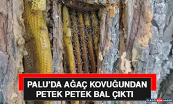 Palu’da Ağaç Kovuğundan Petek Petek Bal Çıktı