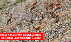 Palu Kalesi'nin Eteklerinde Dağ Keçileri Görüntülendi