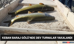 Keban Baraj Gölü’nde Dev Turnalar Yakalandı