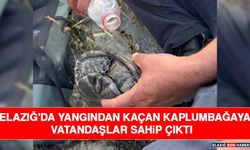 Elazığ'da Yangından Kaçan Kaplumbağaya Vatandaşlar Sahip Çıktı