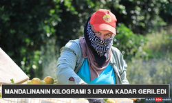 Mandalinanın Kilogramı 3 Liraya Kadar Geriledi