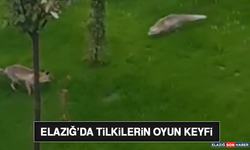 Elazığ’da Tilkilerin Oyun Keyfi