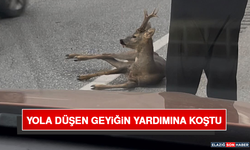 Yola Düşen Geyiğin Yardımına Koştu