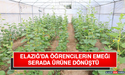Elazığ'da Öğrencilerin Emeği Serada Ürüne Dönüştü