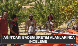 Ağın’daki Badem Üretim Alanlarında İnceleme