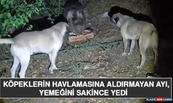 Köpeklerin Havlamasına Aldırmayan Ayı, Yemeğini Sakince Yedi