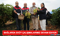 Bağlarda EKÜY Çalışmalarımız Devam Ediyor