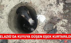 Elazığ’da Kuyuya Düşen Eşek Kurtarıldı