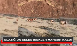 Elazığ’da Selde İnekler Mahsur Kaldı