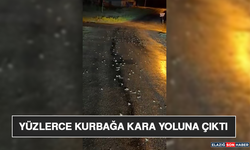 Yüzlerce Kurbağa Kara Yoluna Çıktı