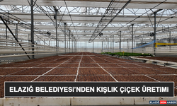 Elazığ Belediyesi’nden Kışlık Çiçek Üretimi