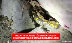 Malatya'da Nesli Tükenmekte Olan Semender Yağış Sonrası Görüntülendi