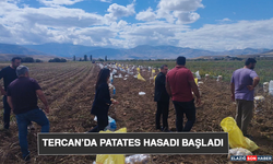 Tercan’da Patates Hasadı Başladı