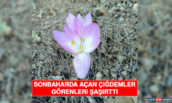 Sonbaharda Açan Çiğdemler Görenleri Şaşırttı