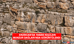 Erzincan’da Yaban Keçileri Munzur Dağları’nda Görüntülendi