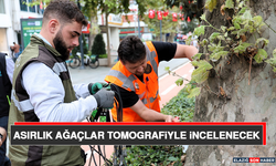 Asırlık Ağaçlar Tomografiyle İncelenecek