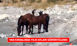Van Kırsalında Yılkı Atları Görüntülendi