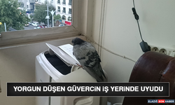 Yorgun Düşen Güvercin İş Yerinde Uyudu