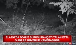 Elazığ'da Domuz Sürüsü Bahçeyi Talan Etti: O Anlar Güvenlik Kamerasında