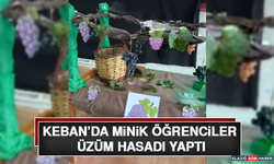 Keban’da Minik Öğrenciler Üzüm Hasadı Yaptı