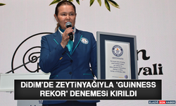 Didim’de Zeytinyağıyla 'Guinness Rekor' Denemesi Kırıldı