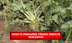 Sivas’ta Pancarda Yüksek Rekolte Beklentisi