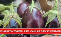 Elazığ’da Tombul Patlıcanlar Dikkat Çekiyor
