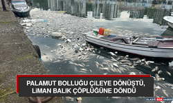 Palamut Bolluğu Çileye Dönüştü, Liman Balık Çöplüğüne Döndü