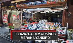 Elazığ’Da Dev Orkinos Merak Uyandırdı