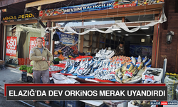Elazığ’Da Dev Orkinos Merak Uyandırdı