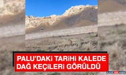 Palu'daki Tarihi Kalede Dağ Keçileri Görüldü