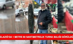 Elazığ’da 1 Metre 60 Santimetrelik Turna Balığı Görüldü