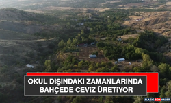 Okul Dışındaki Zamanlarında Bahçede Ceviz Üretiyor
